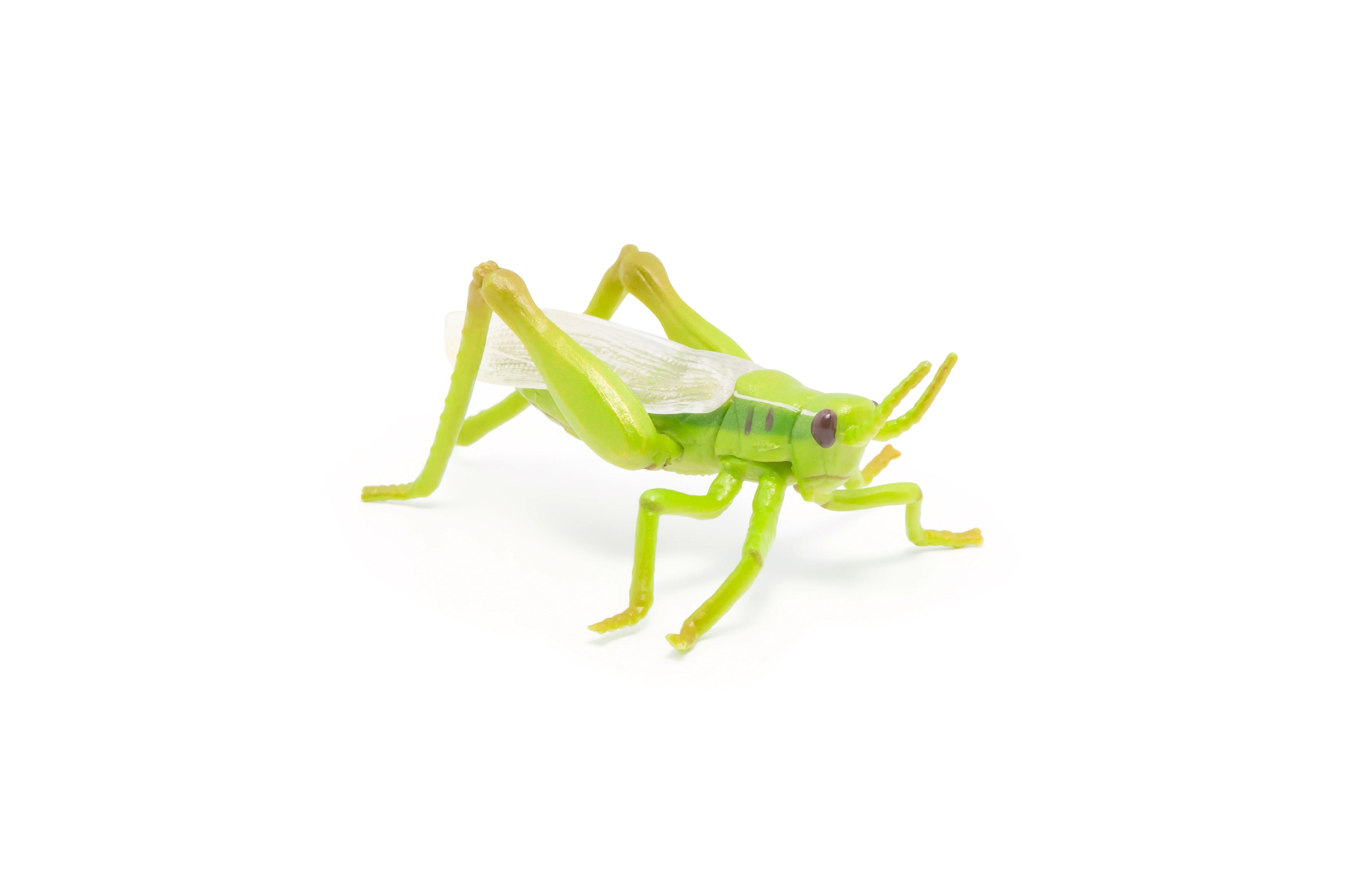 Miniature 5